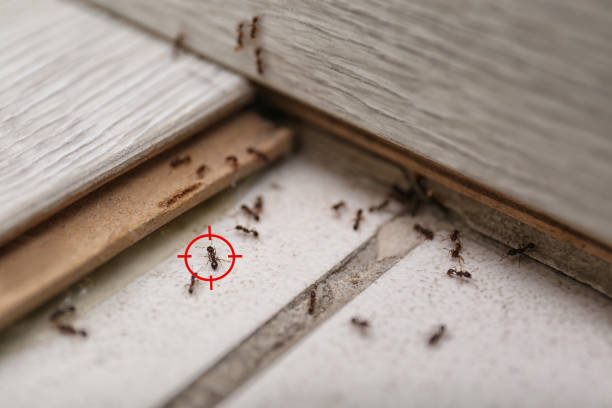 Best Mosquito Control Services  in Oak Hills Pce, LA
