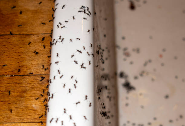 Best Ant Control Services  in Oak Hills Pce, LA